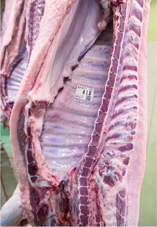メンデルジャパンの肉質の評価基準は、2023年枝肉取引規格の改正にも対応しています。